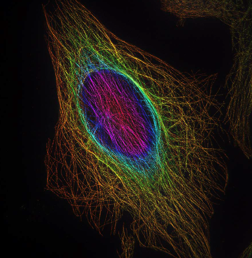 结构光光切显微镜NOS1000效果图1