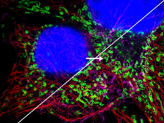 结构光光切显微镜NOS1000效果图2