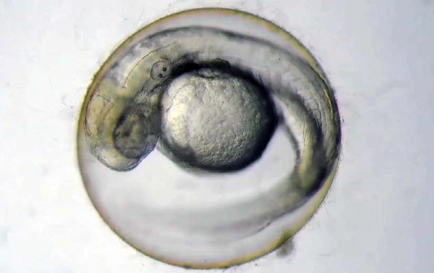 NSZ7系列适用场景效果图-透射反射明场