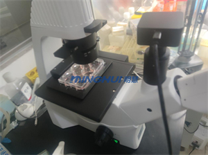 1.倒置生物显微镜MHIL150助力中山大学观察精原细胞.jpg