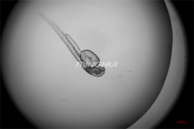 4倍半复消色差物镜观察的效果-NIB910倒置显微镜应用于斑马鱼心脏研究
