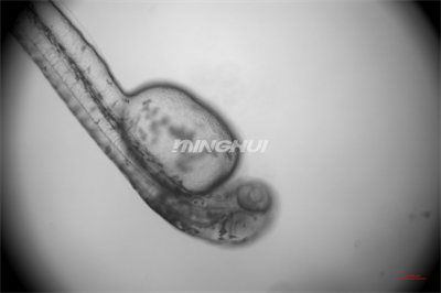 10倍半复消色差物镜观察的效果-NIB910倒置显微镜应用于斑马鱼心脏研究