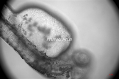 20倍半复消色差物镜观察的效果-NIB910倒置显微镜应用于斑马鱼心脏研究