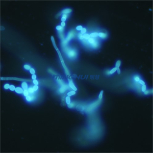1.皮肤真菌.jpg