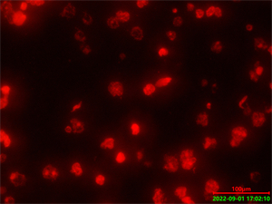 倒置荧光显微镜应用于脑细胞研究-广州明慧科技