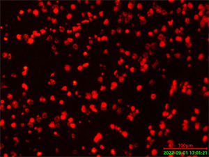 倒置荧光显微镜应用于脑细胞研究-广州明慧科技