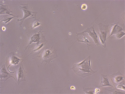 明慧NIB610倒置显微镜应用于细胞培养观察 明慧NIB610倒置显微镜应用于细胞培养观察