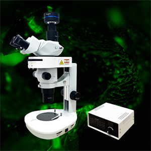 体视荧光显微镜MHZF700有摄像头+效果图