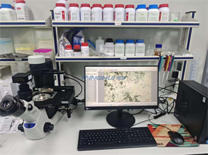 奥林巴斯CKX53搭配MHD2000显微相机，助力深圳香精香料企业微生物检测1