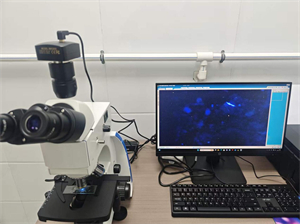 明慧科技UB203i-FL荧光显微镜应用于河南某医院皮肤科真菌孢子精准检测