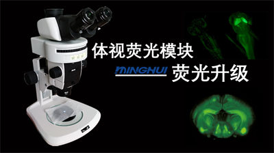 BGU-LED-ZMH体视荧光模块：解锁体视显微镜荧光升级新方案