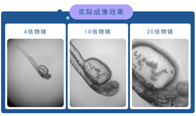 4、10、20倍半复消色差物镜观察的效果-研究级全电动倒置荧光显微镜NIB950FL助力河北医科大学第二医院斑马鱼研究.jpg