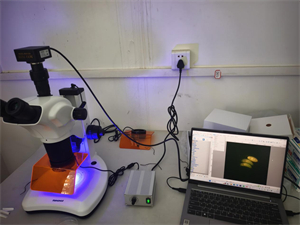 明慧MHZF201体视荧光显微镜助力西南某大学线虫dsRed荧光蛋白研究1